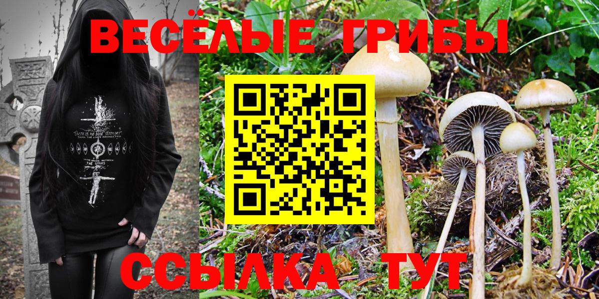 дарнет шоп  Вход с VPN  Галлюциногенные грибы Psilocybe  Среднеуральск  Псилоцибиновые грибы Psilocybine cubensis 